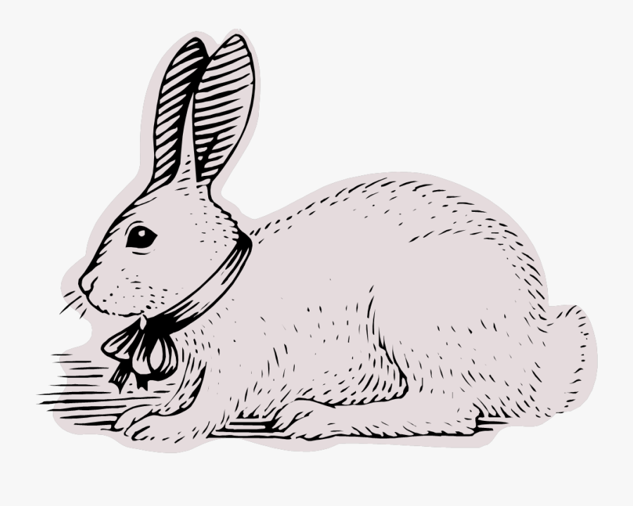 Animals - Domestic Rabbit, Transparent Clipart