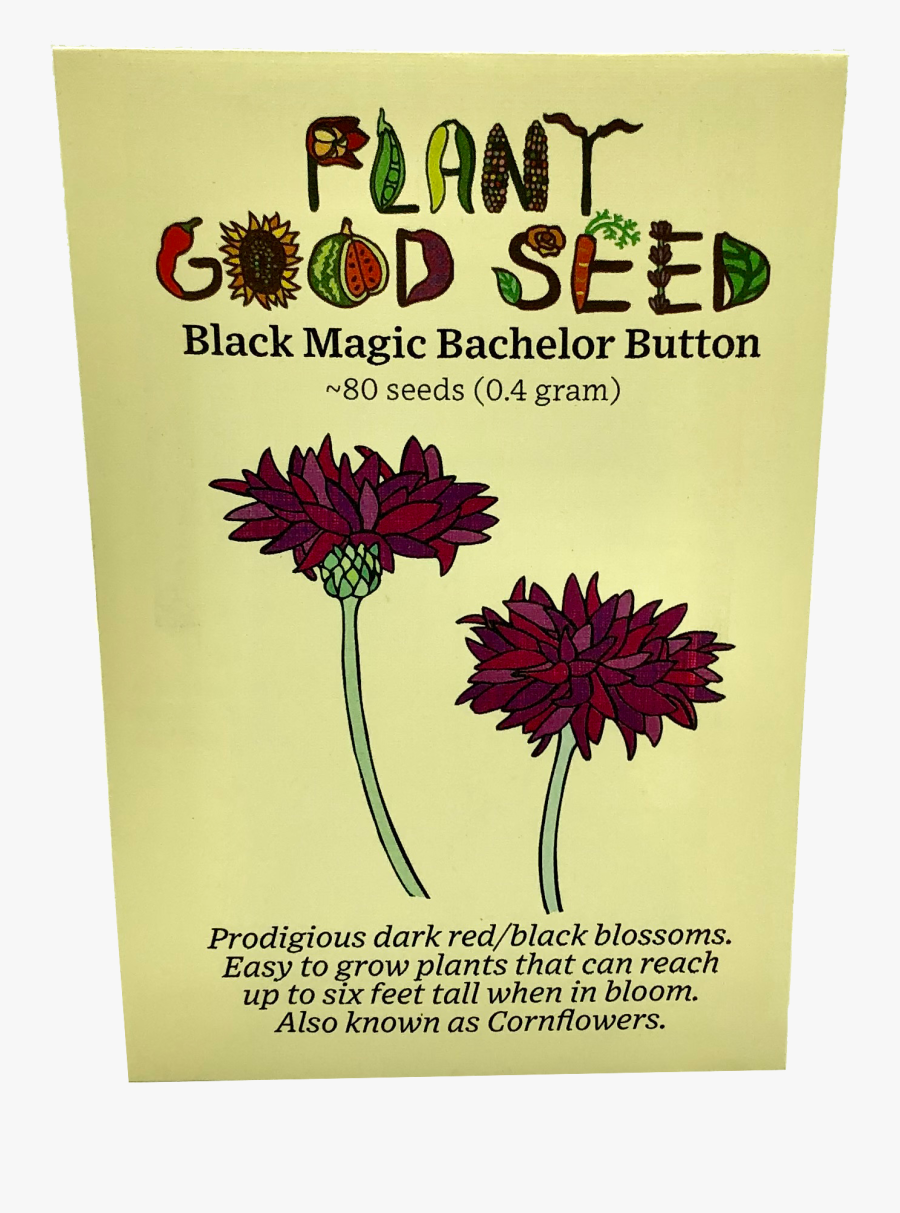 Black Magic Bachelor Button - English Marigold, Transparent Clipart