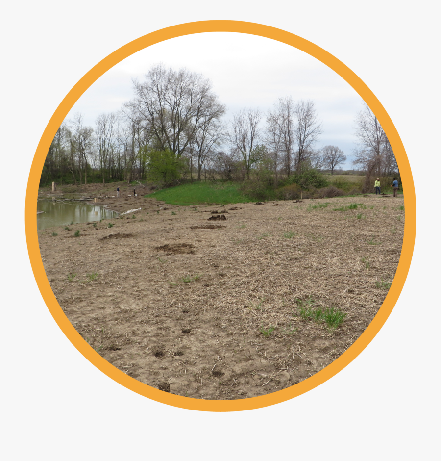 Grass, Transparent Clipart