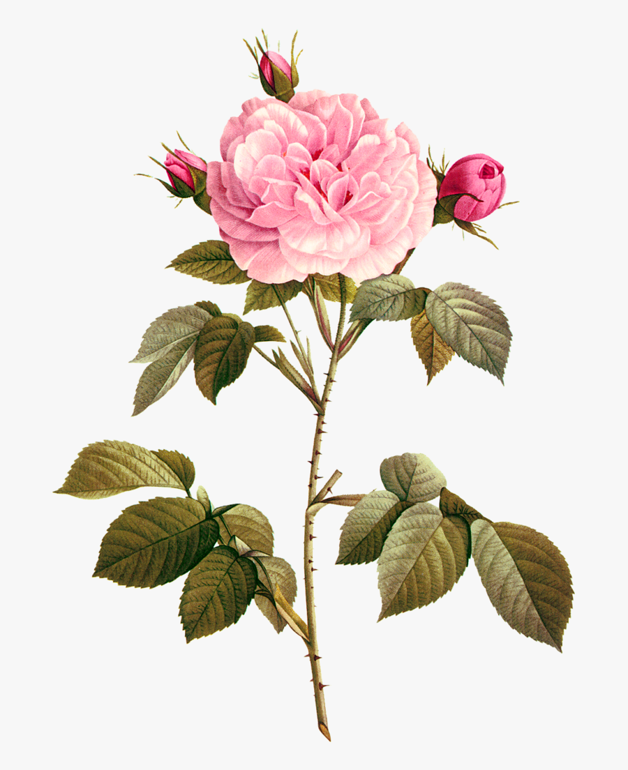 Garden Roses, Transparent Clipart