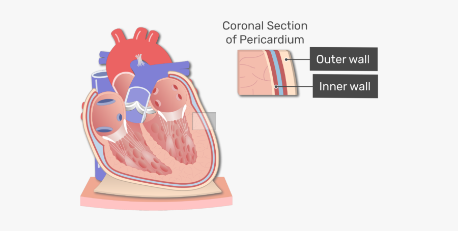 Coronal Section Of The Pericardium Animation Slide - Pericardium Png, Transparent Clipart
