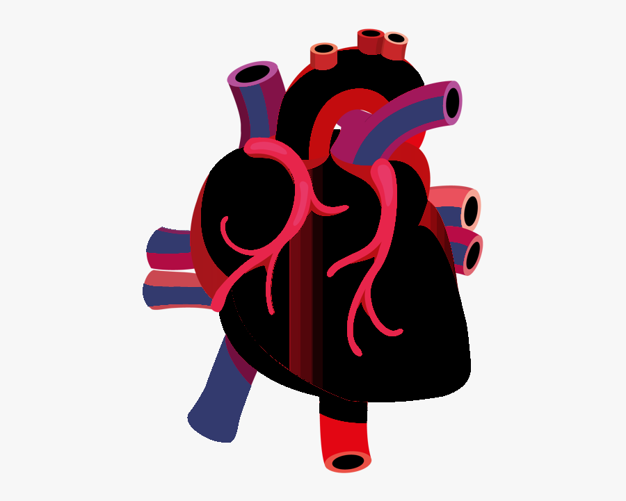 Human Heart Vector Png, Transparent Clipart