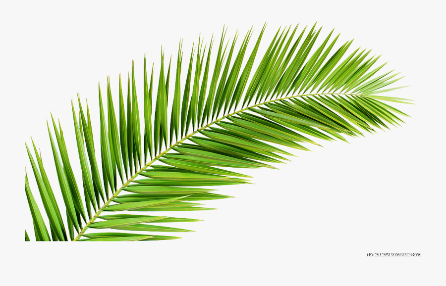 Palm Trees Palm-leaf Manuscript Palm Branch Illustration - Palm Tree Leaf Png, Transparent Clipart