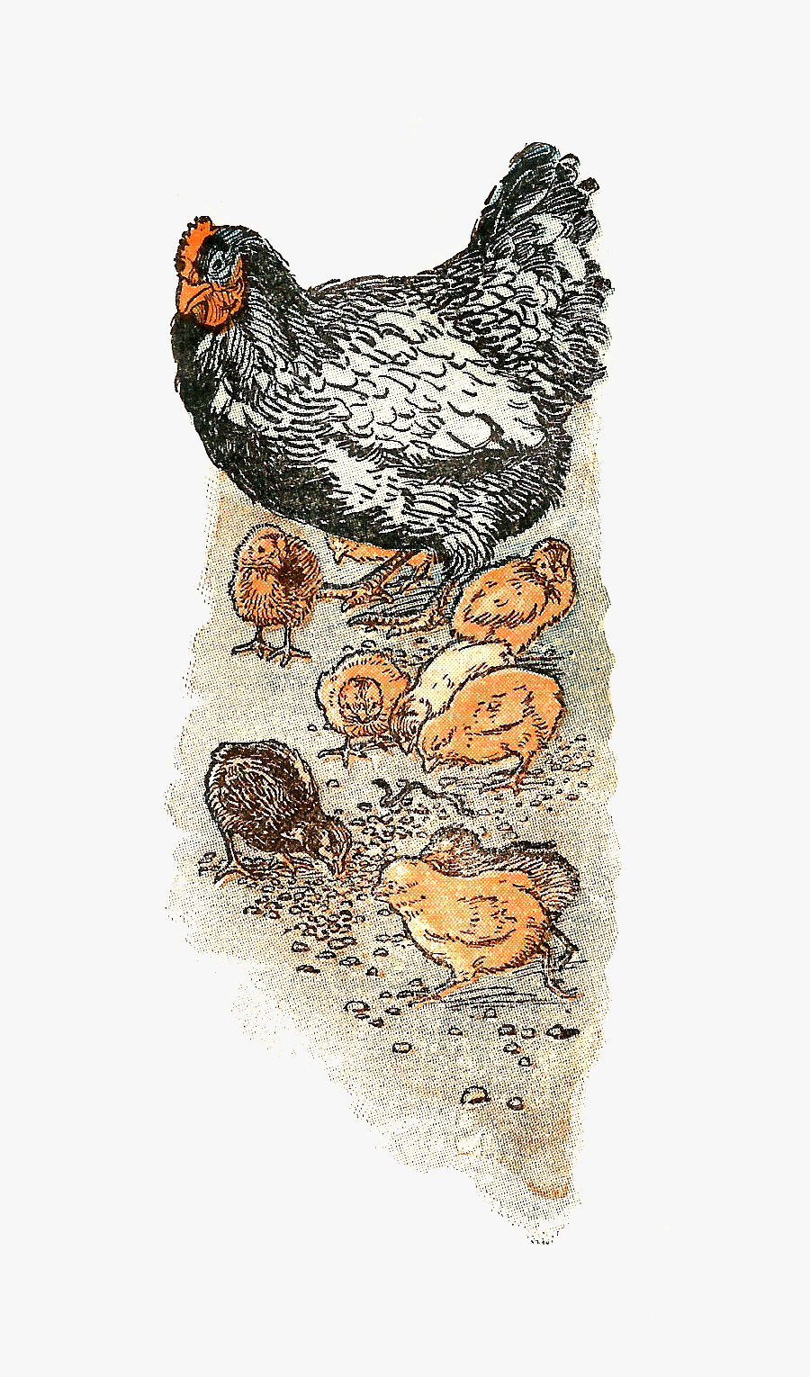 Chicken, Transparent Clipart