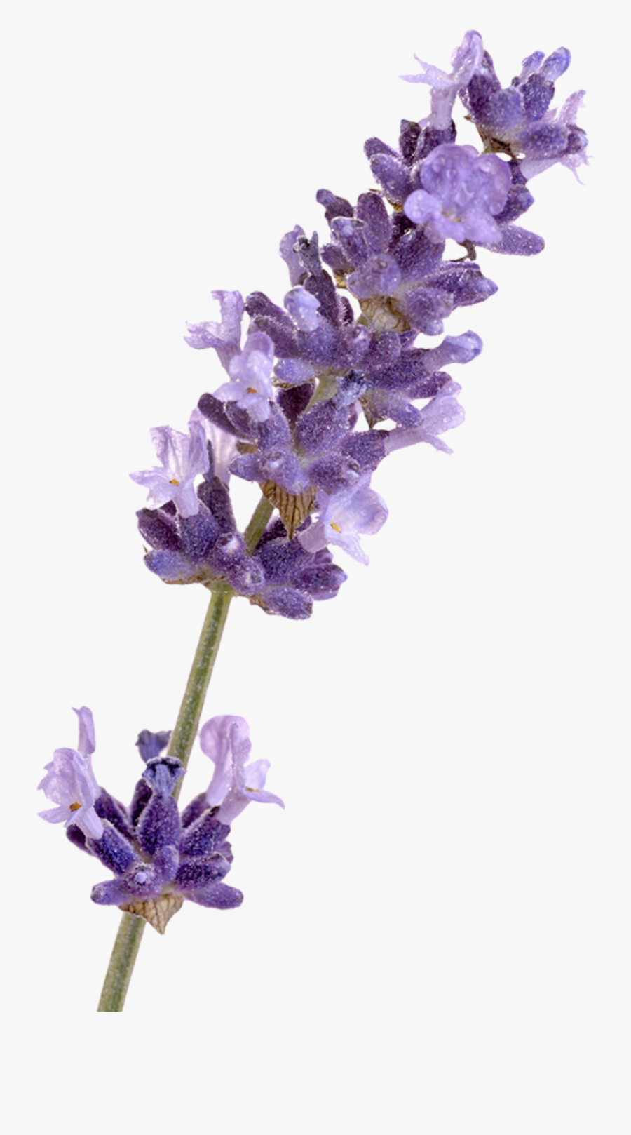 Transparent Lavender Flowers Png, Transparent Clipart