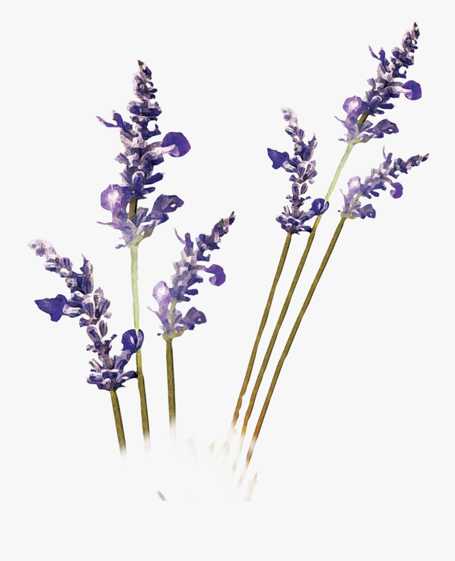 Lavender Flower Transparent Background, Transparent Clipart