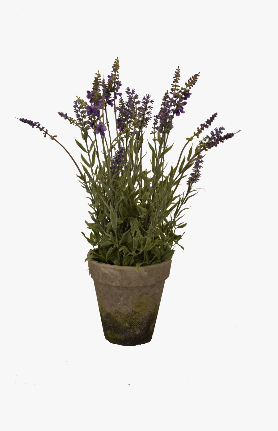 Big Lavender Pot - English Lavender, Transparent Clipart