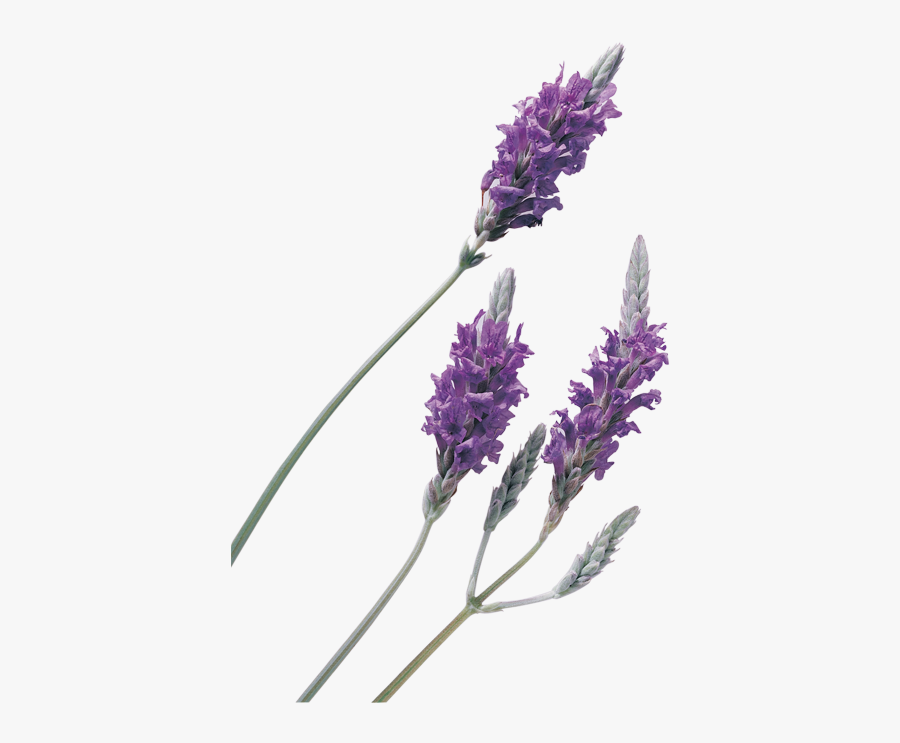 Lavender Clipart Png, Transparent Clipart