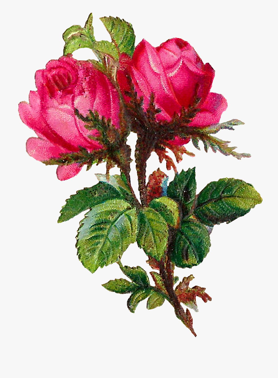 Garden Roses, Transparent Clipart