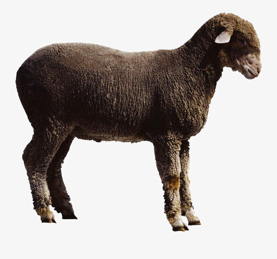 Sheep Goat Cattle - Goat Png, Transparent Clipart