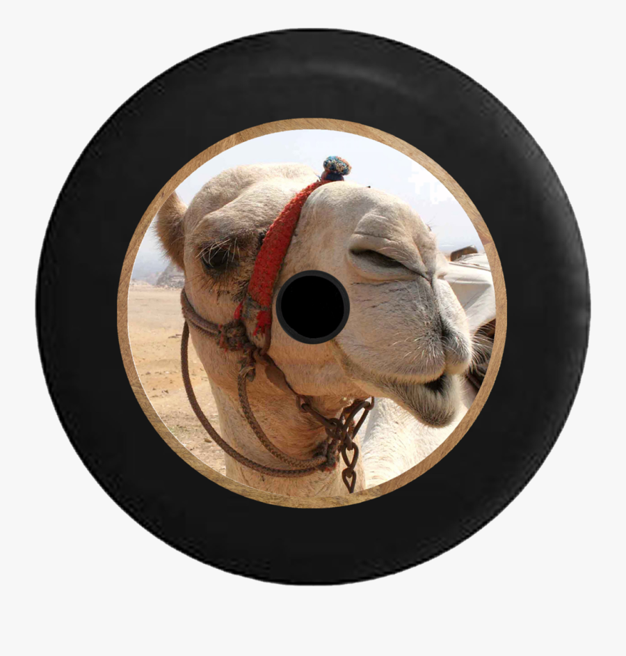 Camel Close Up, Transparent Clipart