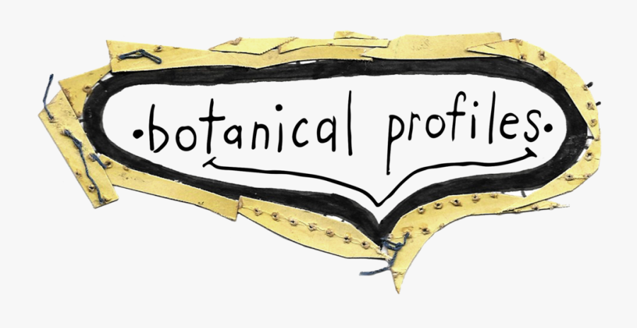 Botanical Profiles - Illustration, Transparent Clipart