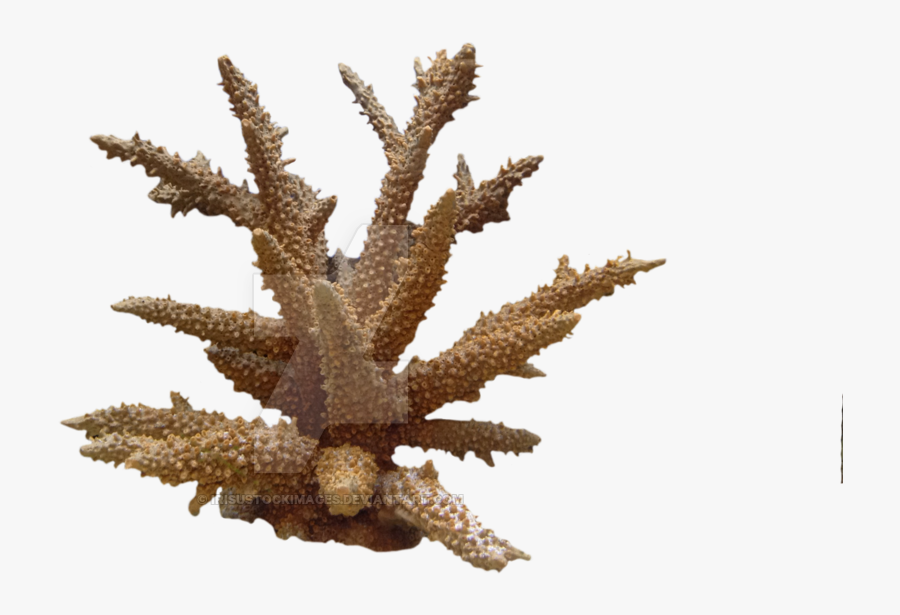 Png Hd Transparent Images - Under Water Plant Png, Transparent Clipart