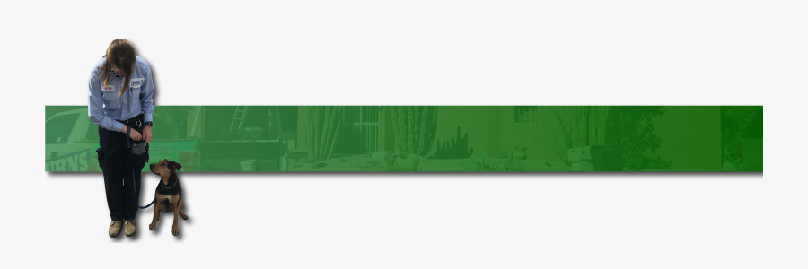 Christmas Tree , Png Download - Christmas Tree, Transparent Clipart