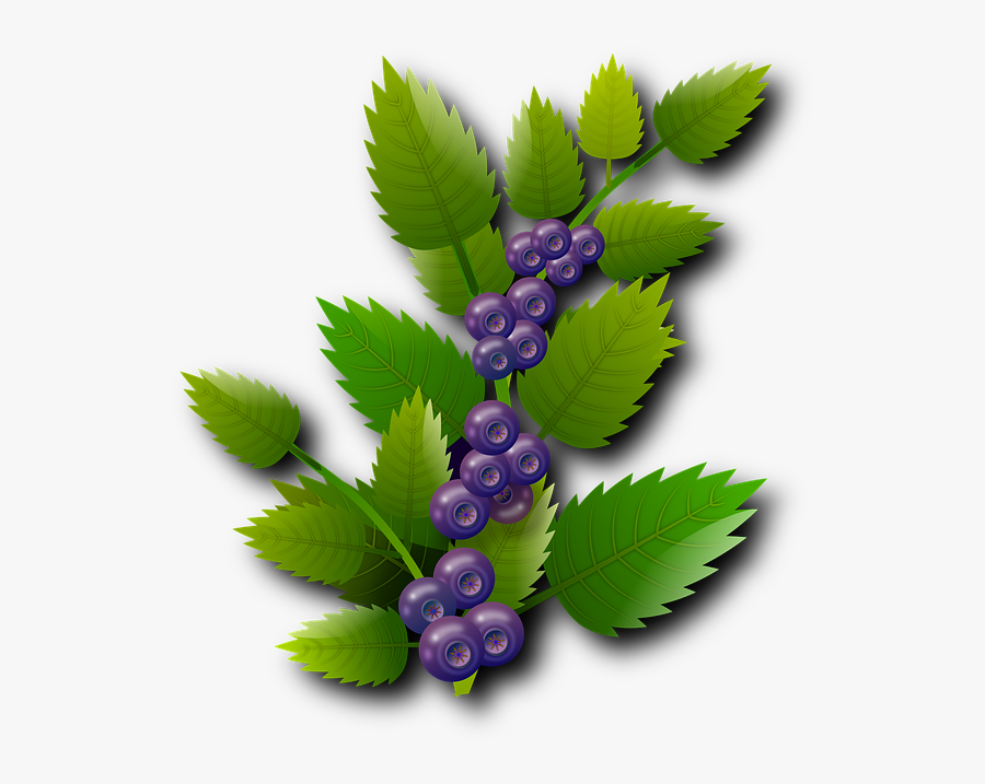 Thumb Image - รูป บ ลู เบอร์ รี่ Png, Transparent Clipart