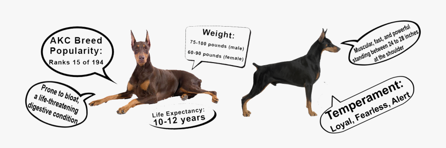 Dobermann, Transparent Clipart