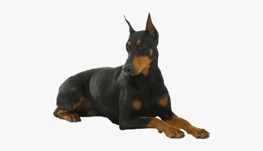 Dog Dobermandog Dobermanpinscher Doberman Animal - Doberman Dog Pic Png, Transparent Clipart