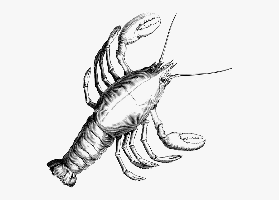 Detailed-lobster, Transparent Clipart