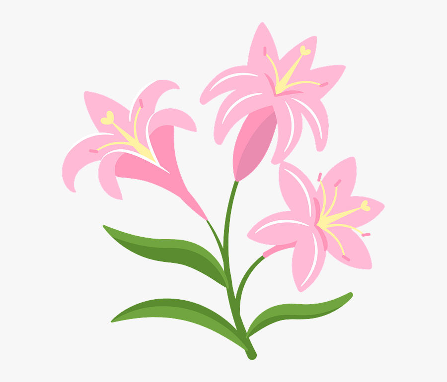 Lily, Transparent Clipart