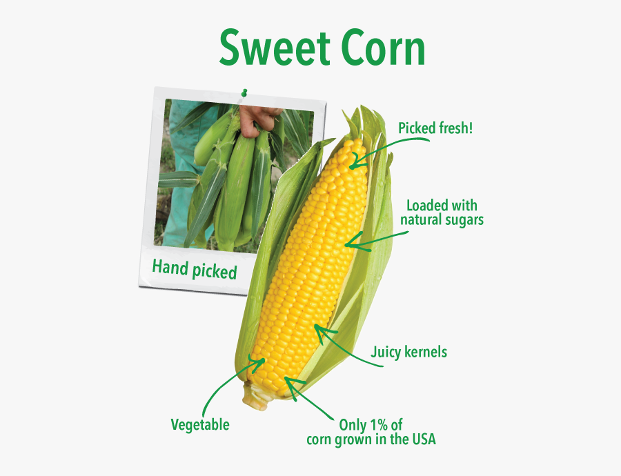 Sweet Corn Vs Corn, Transparent Clipart