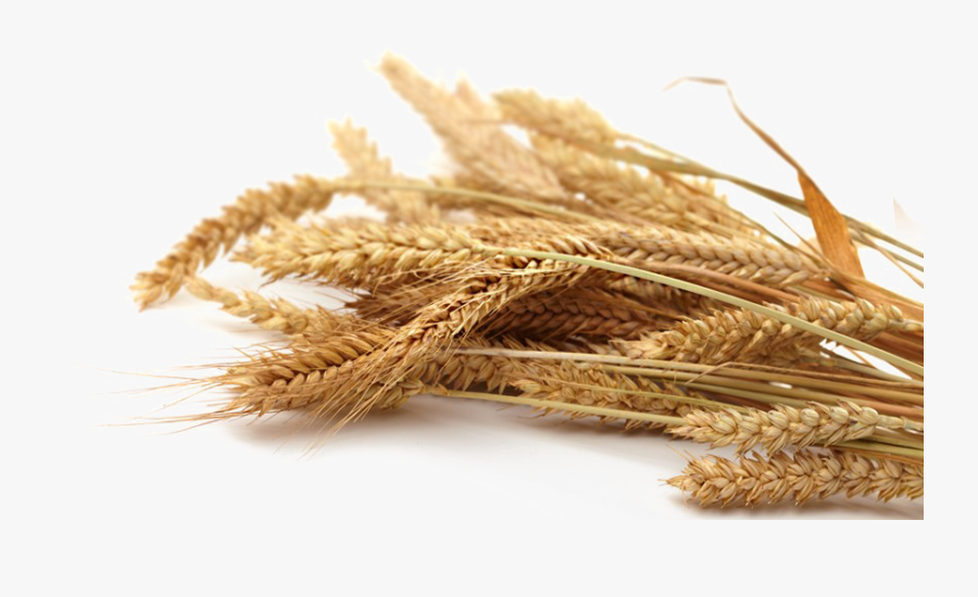 Transparent Wheat Grain Clipart - Whole Wheat Grain Png, Transparent Clipart