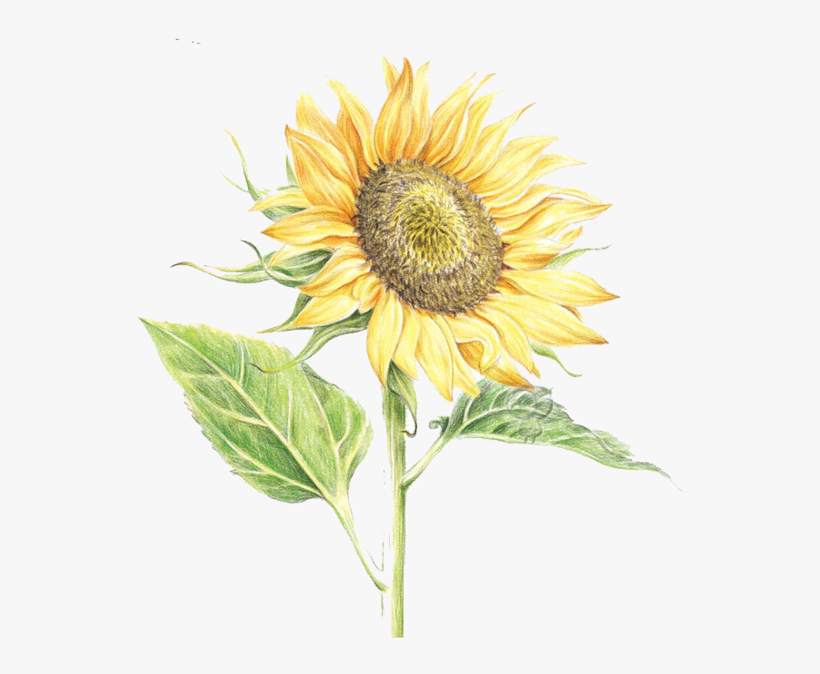 Common Sunflower Watercolor Painting - Watercolor Sunflower Transparent Background, Transparent Clipart