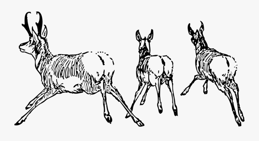 Transparent Animals Running Away, Transparent Clipart