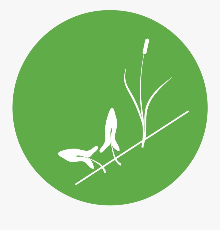 Plant Traits, Such As Height, Percent Cover, Stem Density, - Illustration, Transparent Clipart