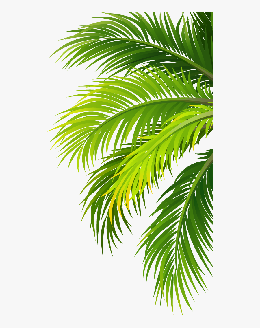 Coconut Water Air Filter Plant - Transparent Coconut Tree Png, Transparent Clipart