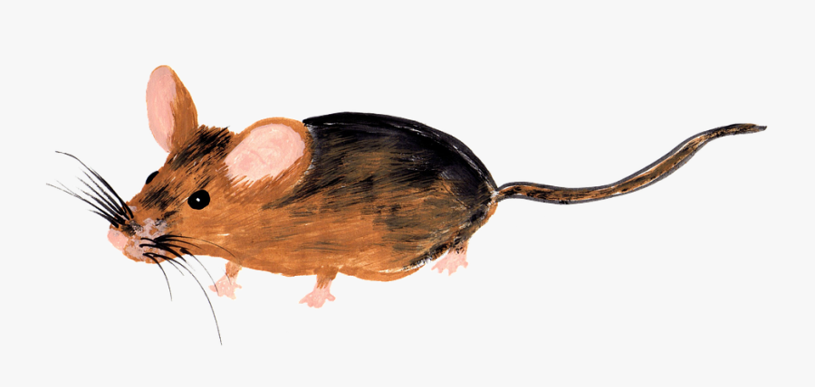 Watercolor Painting, Transparent Clipart