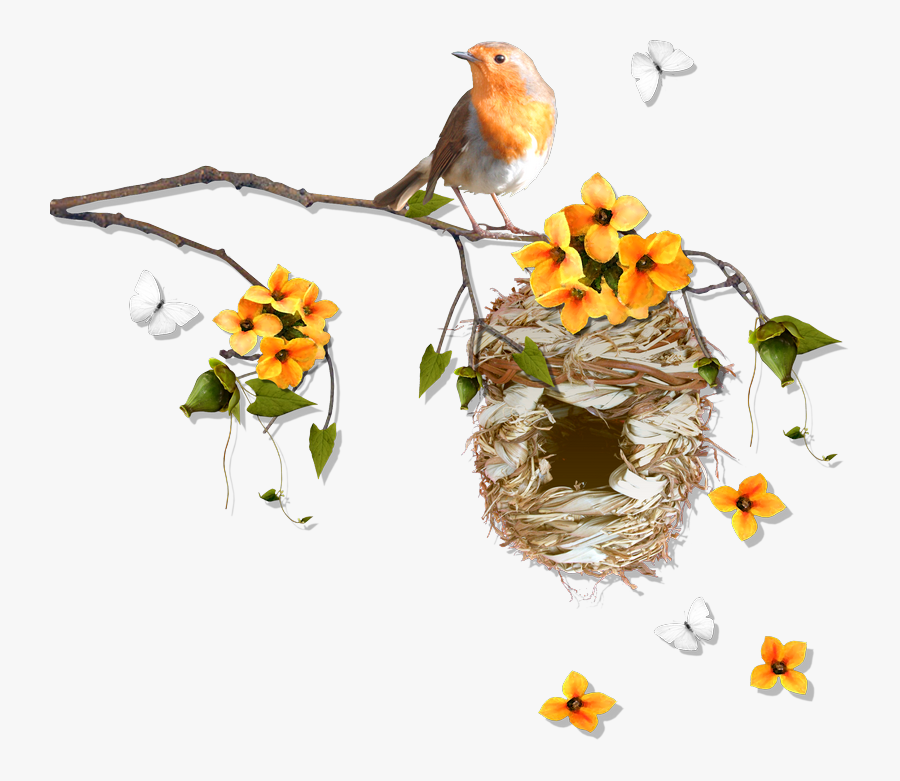 European Robin, Transparent Clipart