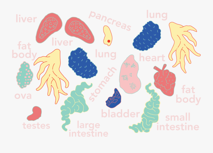 Dissection Frog Hoodie Colored Organ Map 1017 - Illustration, Transparent Clipart