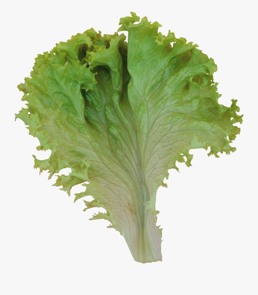 Green Leaf Lettuce Png, Transparent Clipart