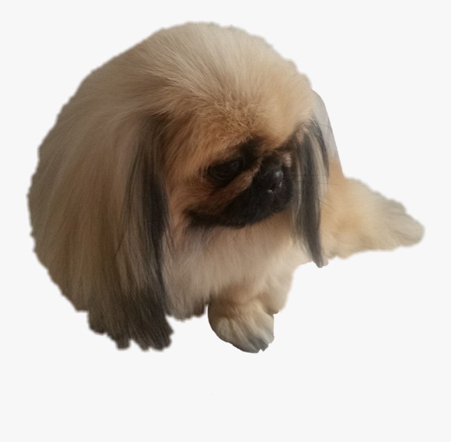 ##pekingese #pequines #peke - Pekingese, Transparent Clipart