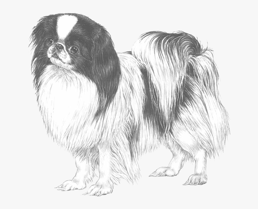 Tibetan Spaniel Japanese Chin, Transparent Clipart
