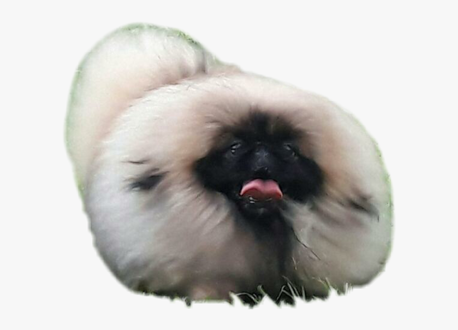 #pequines #pekingese #pequines - Pug, Transparent Clipart