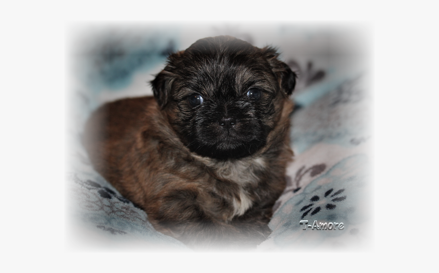 Companion Dog, Transparent Clipart