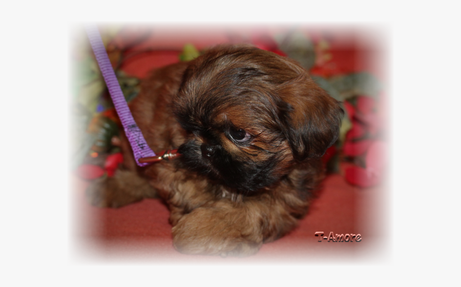 Pekingese, Transparent Clipart