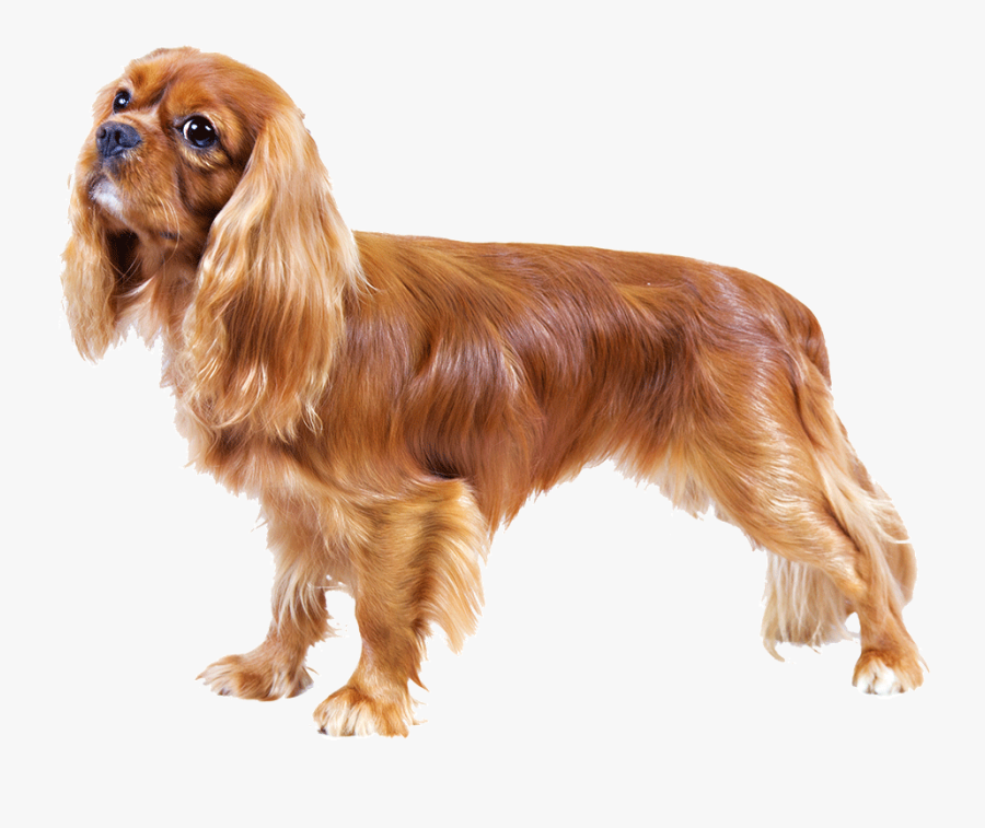 Cavalier King Charles Spaniel Png, Transparent Clipart