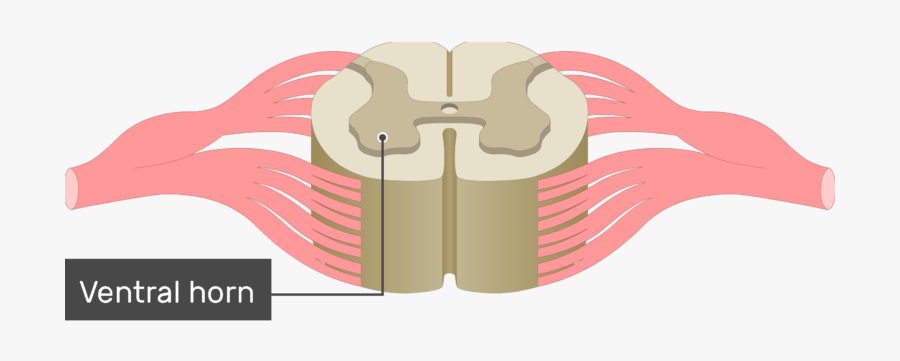 An Image Showing The Ventral Horn Of The Gray Matter - Unlabeled Cross Section Of Spinal Cord, Transparent Clipart