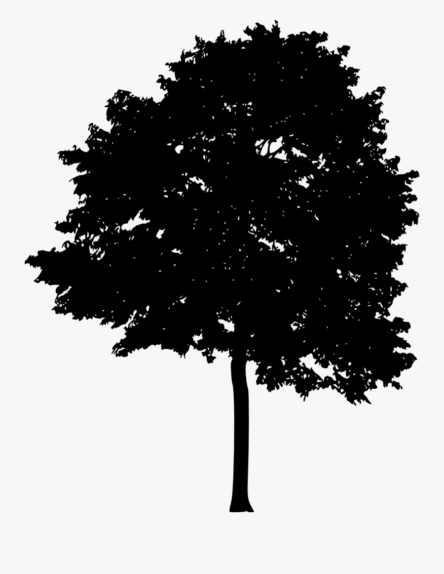 Tree Light Woody Plant Silhouette - Tree Silhouette Png, Transparent Clipart