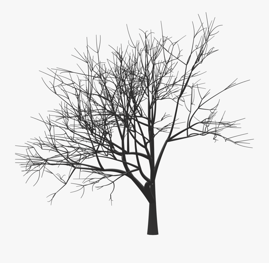 Tree Drawing Woody Plant Twig Monochrome - Silhouette, Transparent Clipart