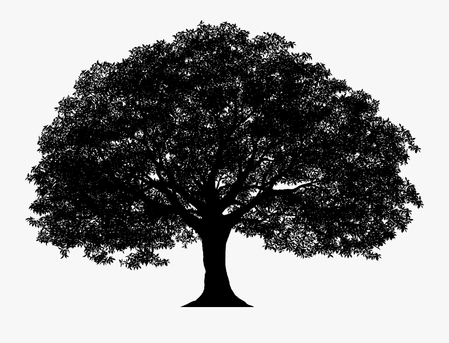 Oak Tree Vector Png, Transparent Clipart