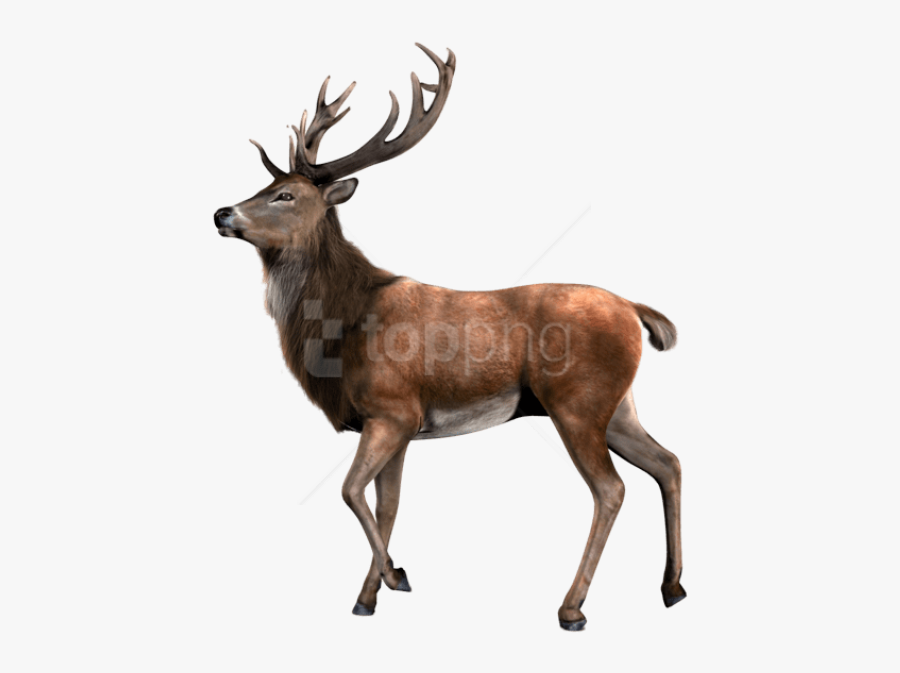 Deer Transparent, Transparent Clipart