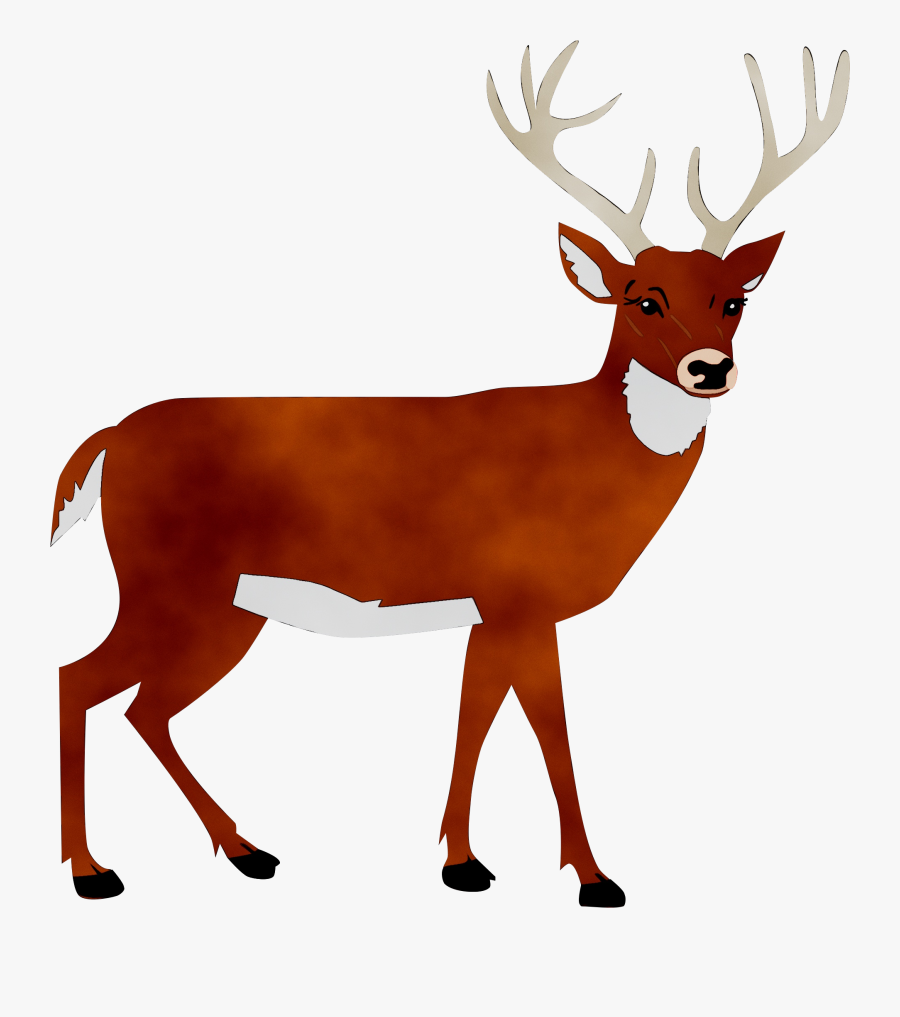 White-tailed Deer Portable Network Graphics Clip Art - Deer Black And White, Transparent Clipart