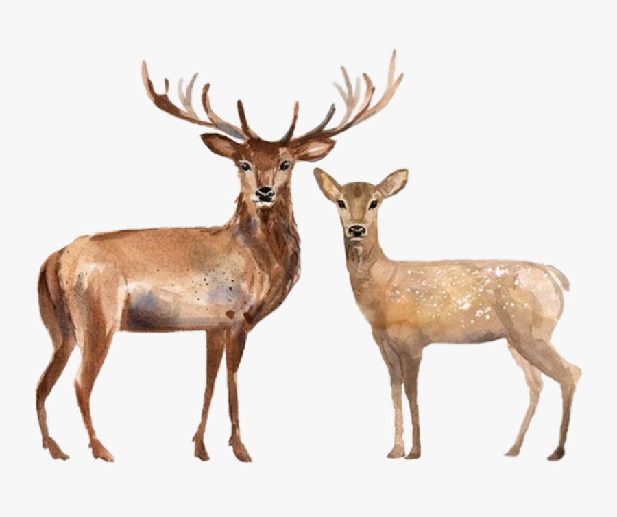 #watercolor #handpainted #deer #stag #doe #family #couple - Stag And Doe, Transparent Clipart