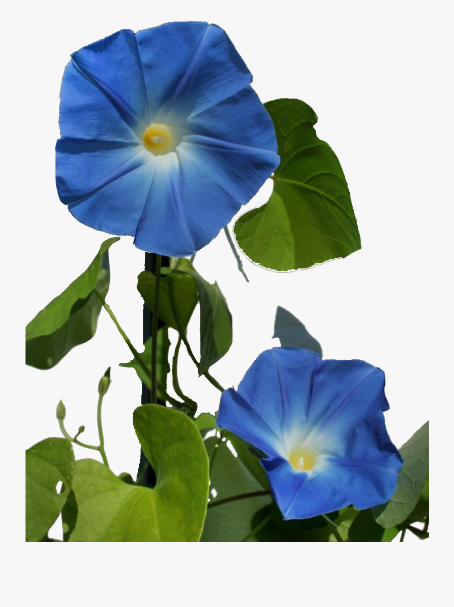 Beach Moonflower, Transparent Clipart