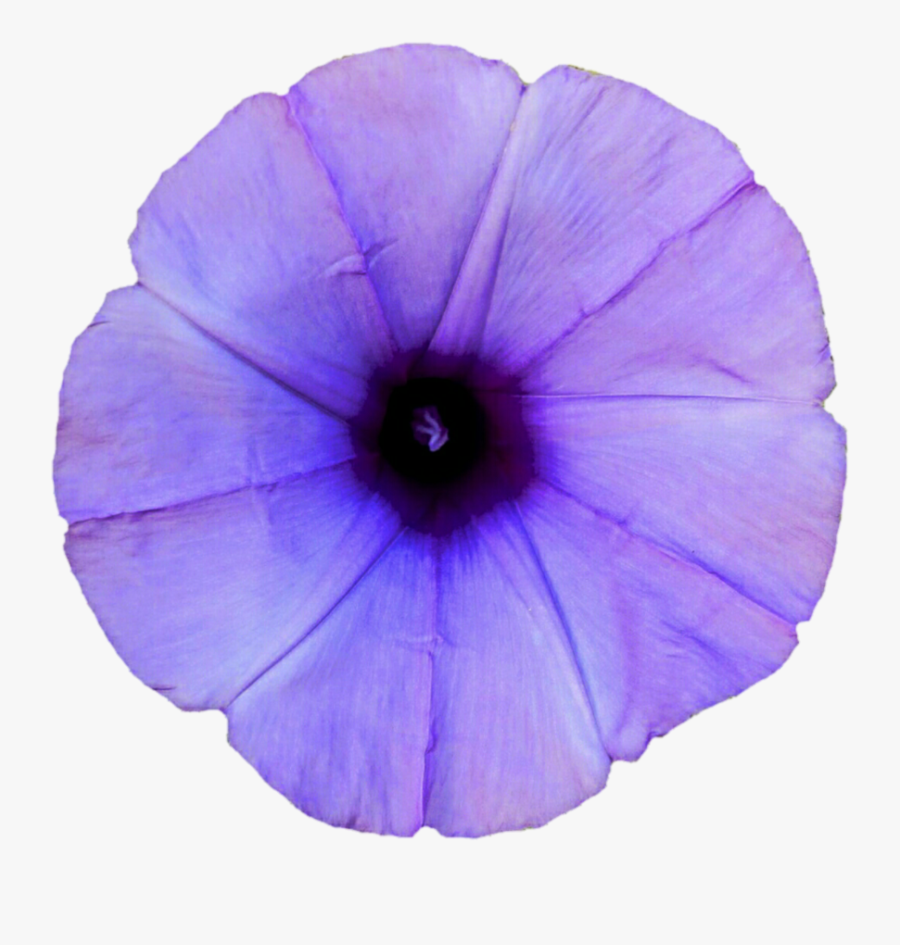 Thumb Image - Light Purple Morning Glory, Transparent Clipart