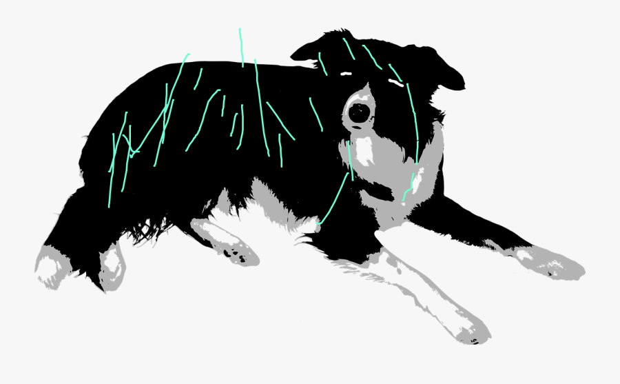 Border Collie Vector Png, Transparent Clipart