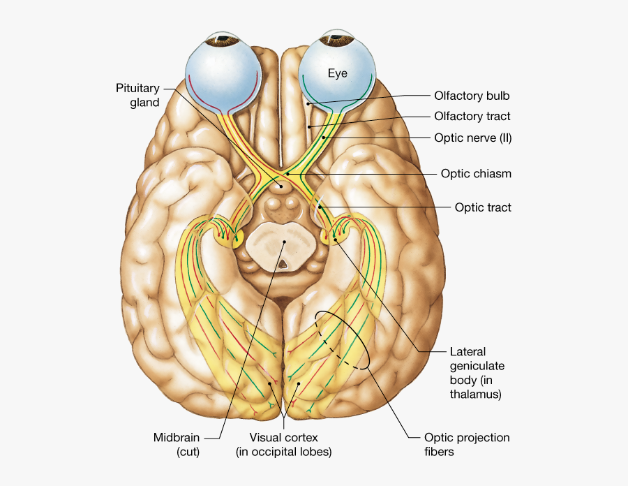 The Cerebrum Contains - Eye And Occipital Lobe, Transparent Clipart
